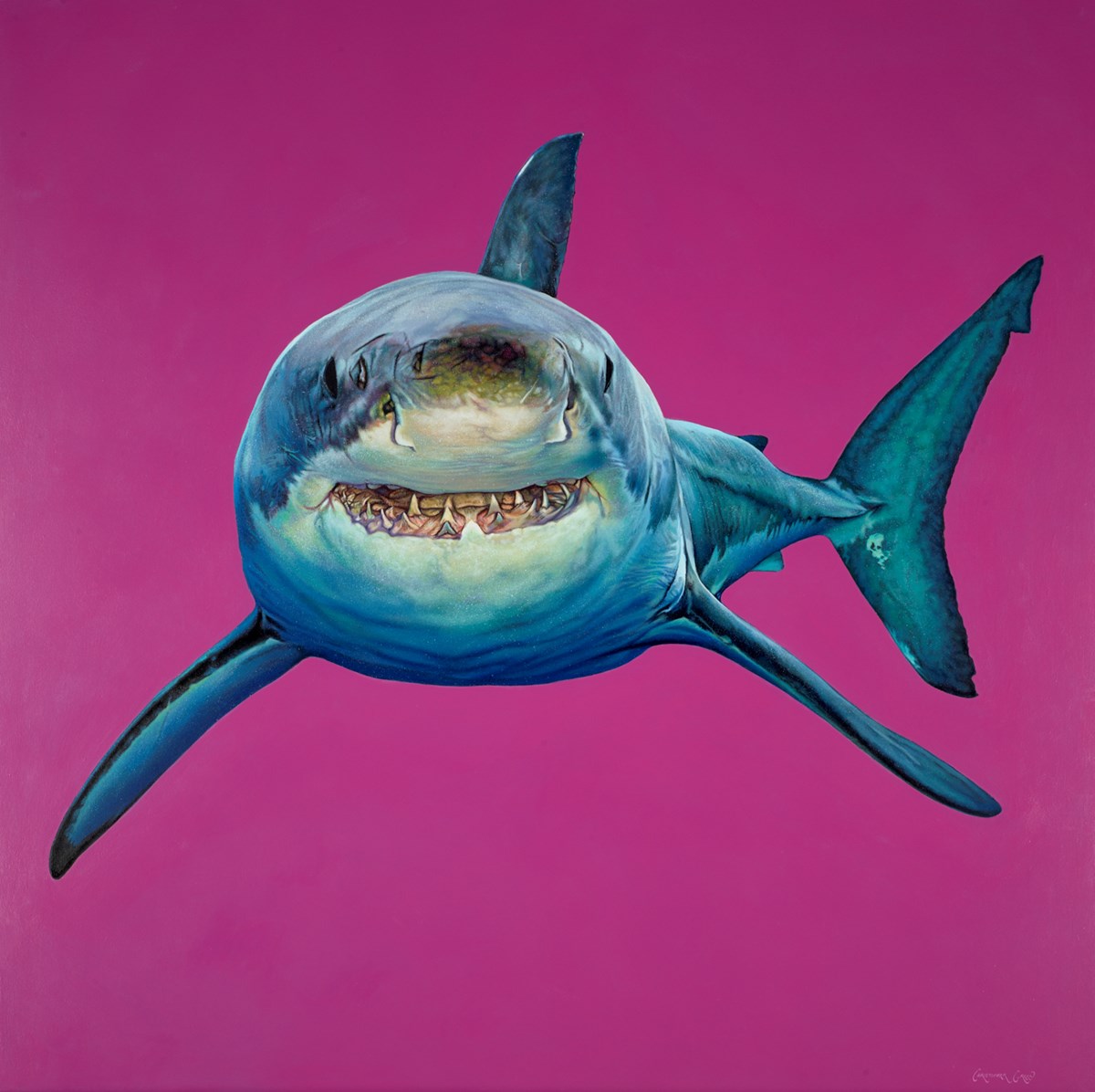 Shark Stare